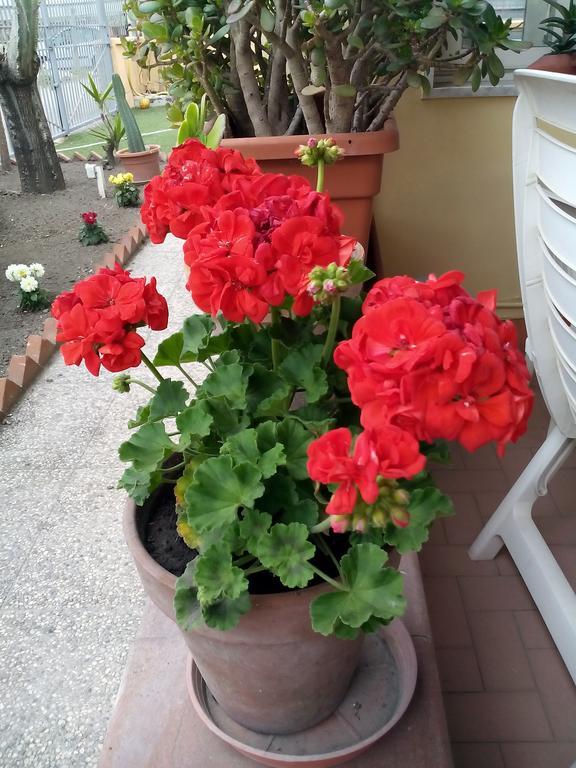 Domus Felix Bed and Breakfast Ercolano Buitenkant foto